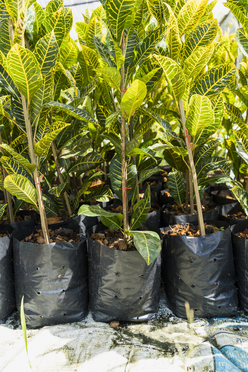 gardener-planting-greenhouse