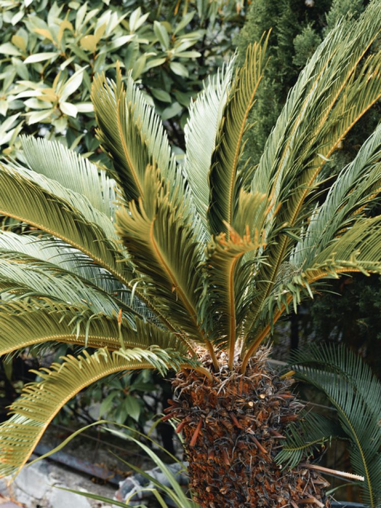close-up-palm-tree-leaves