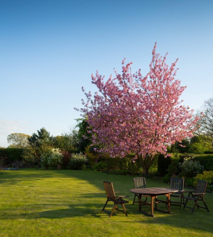 gardener-lawn-tree