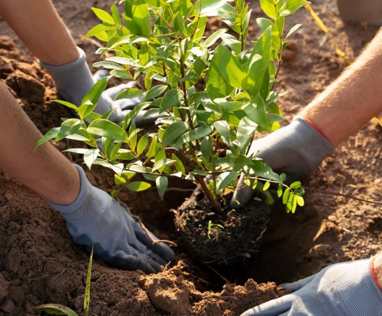 people-planting-tree-countryside